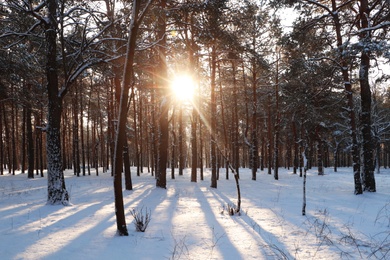 Photo of Picturesque view of snowy pine forest in winter morning