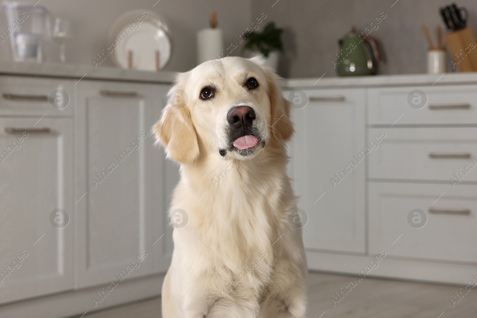 Photo of Cute Labrador Retriever showing tongue in kitchen at home