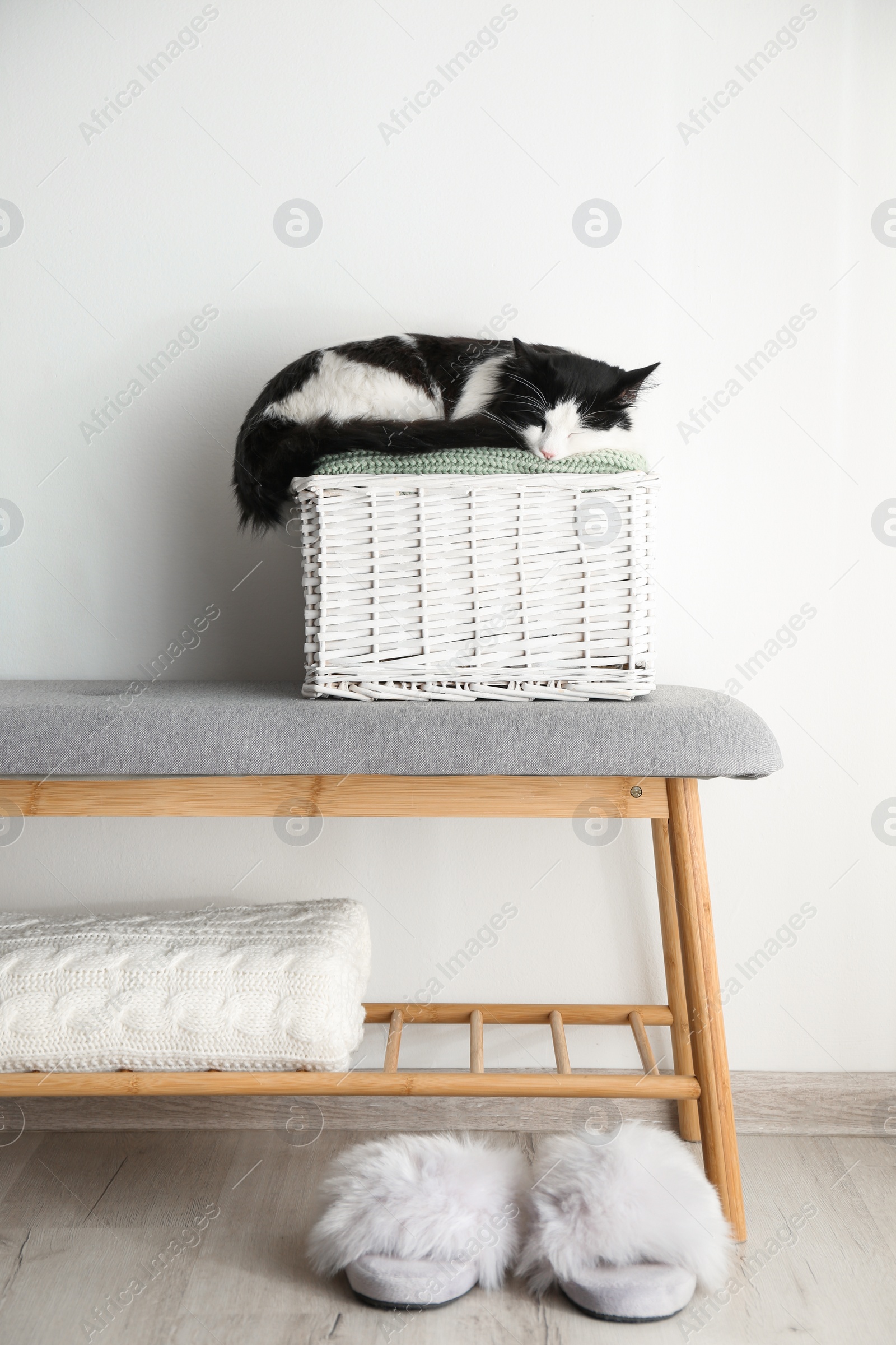 Photo of Cute cat relaxing on bench near white wall. Lovely pet