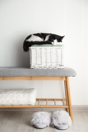 Cute cat relaxing on bench near white wall. Lovely pet