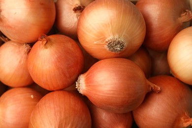 Many ripe onion bulbs as background, closeup