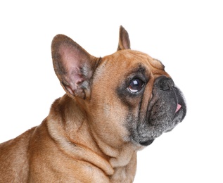 Photo of Cute French bulldog on white background. Funny pet