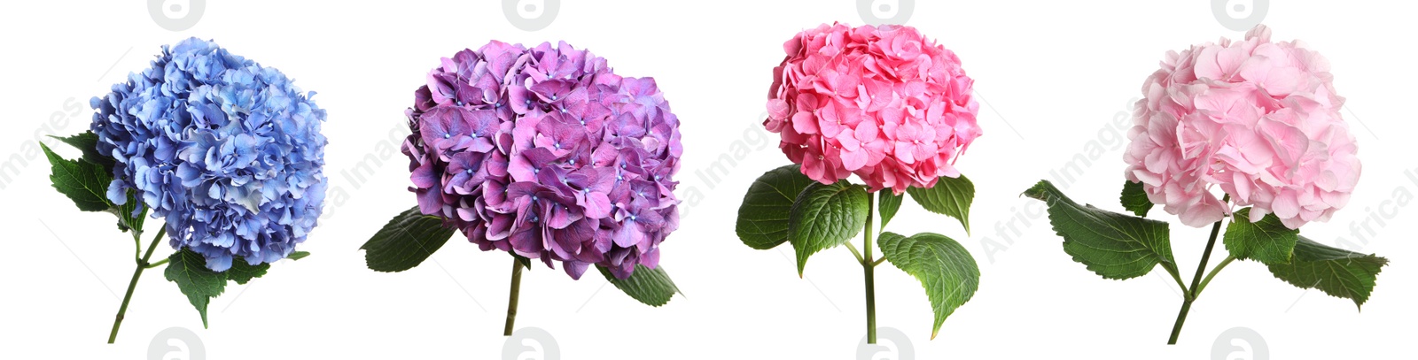 Image of Set with delicate beautiful hortensia flowers on white background. Banner design