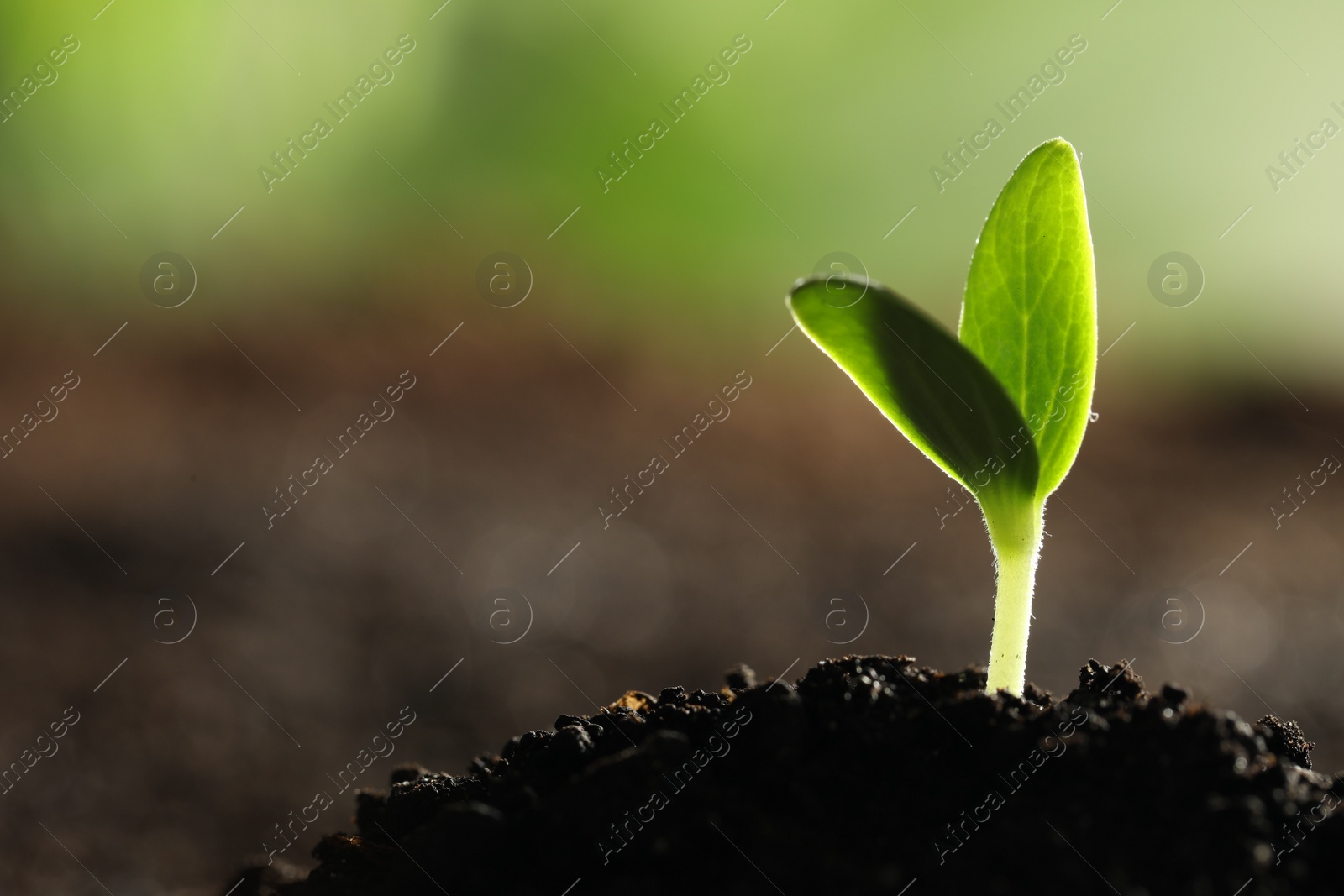 Photo of Young vegetable seedling growing in soil outdoors, space for text