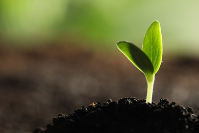 Photo of Young vegetable seedling growing in soil outdoors, space for text