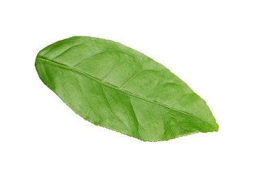 Photo of Green leaf of lemon tree isolated on white
