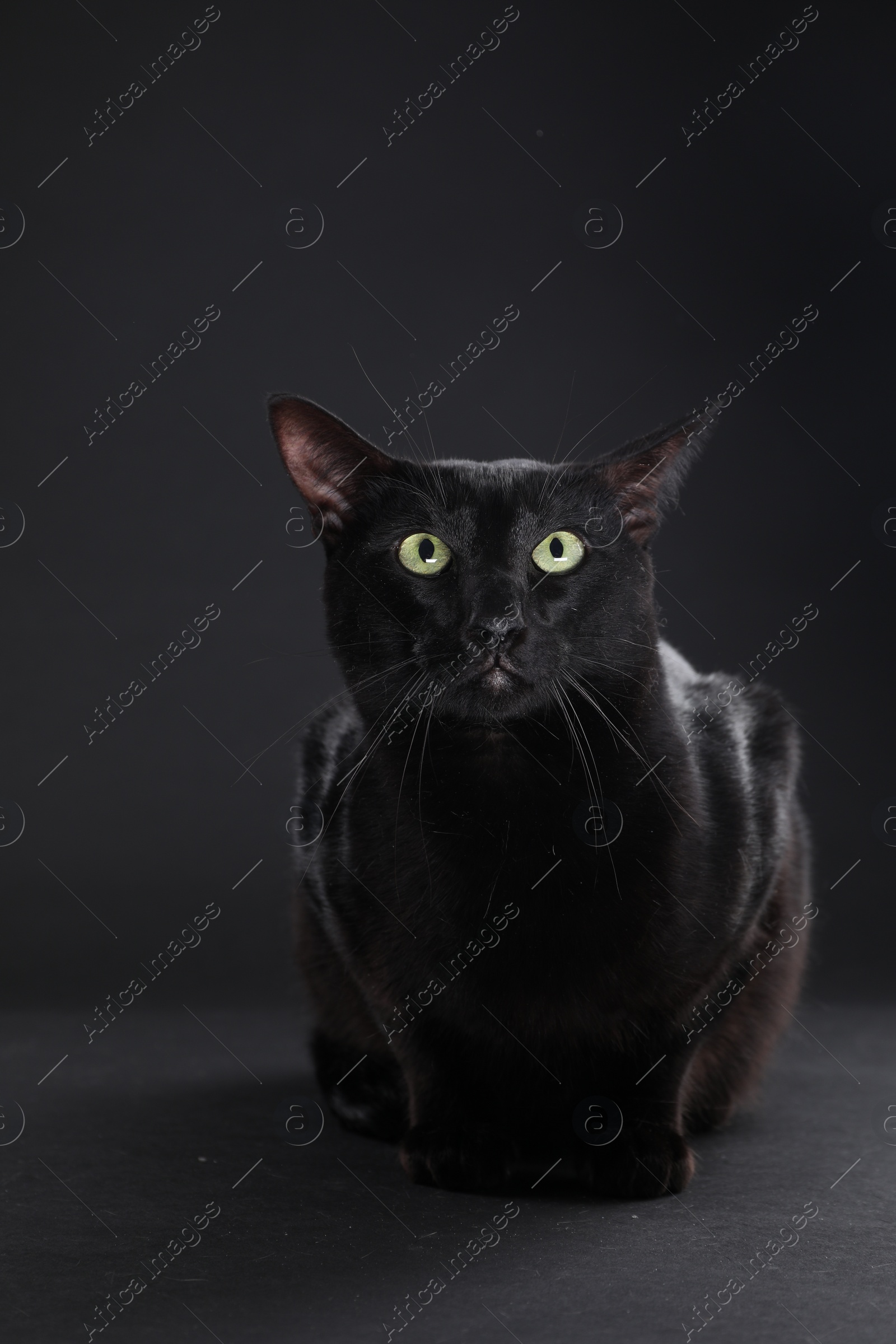 Photo of Adorable cat with green eyes on black background. Lovely pet