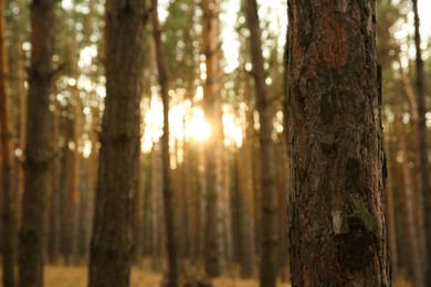Photo of Trunk of pine tree growing in coniferous forest, closeup