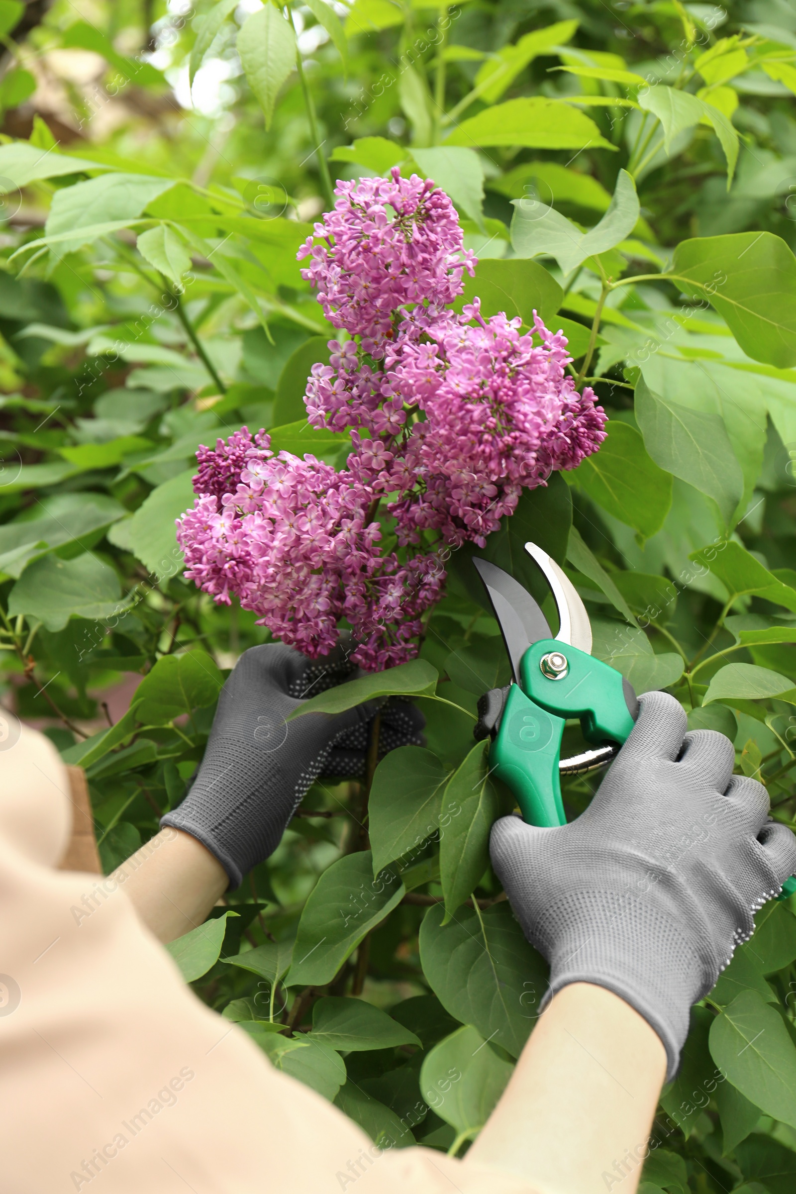 Photo of Gardener pruning lilac branch with secateurs outdoors, closeup