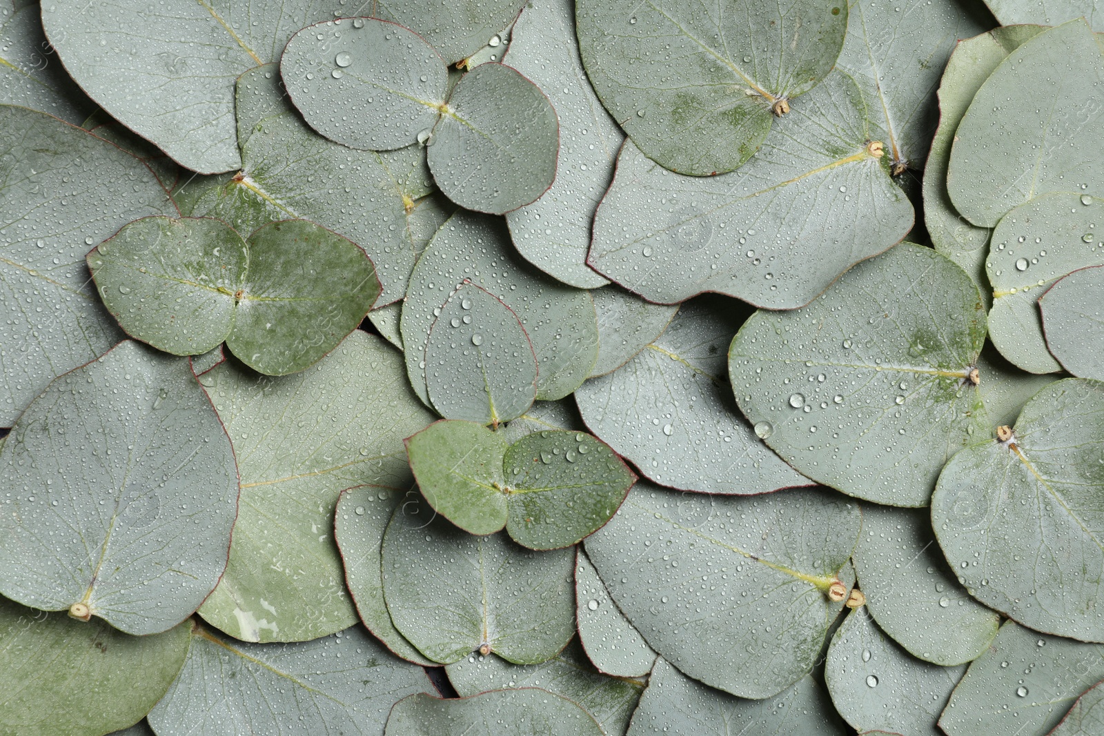 Photo of Fresh green leaves of eucalyptus with water drops as background, top view