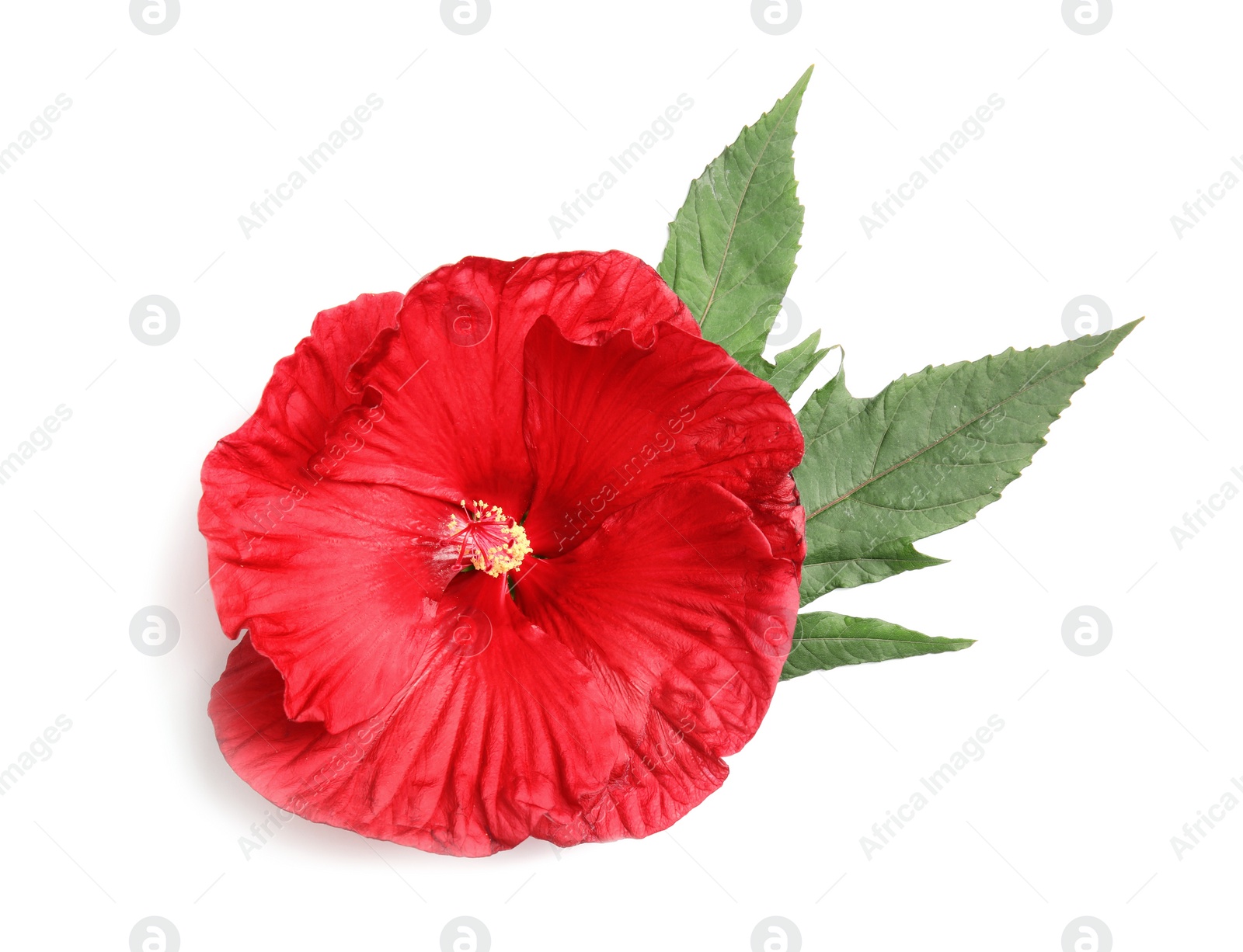 Photo of Beautiful red hibiscus flower on white background