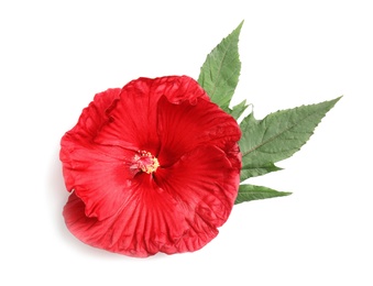 Photo of Beautiful red hibiscus flower on white background