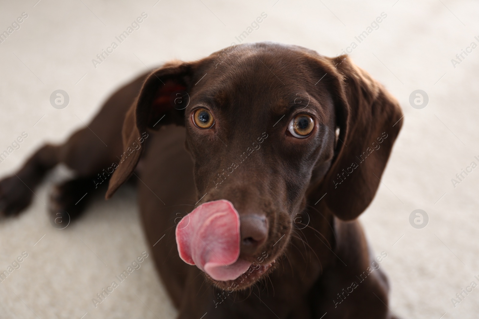 Photo of Beautiful brown German Shorthaired Pointer dog at home