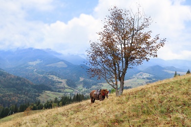 Brown horse on hill near beautiful mountains