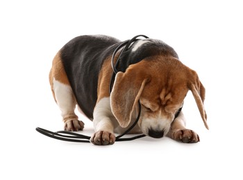 Playful Beagle dog damaging electrical wire on white background