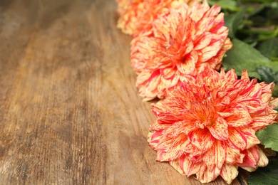 Photo of Beautiful dahlia flowers on wooden background, closeup. Space for text