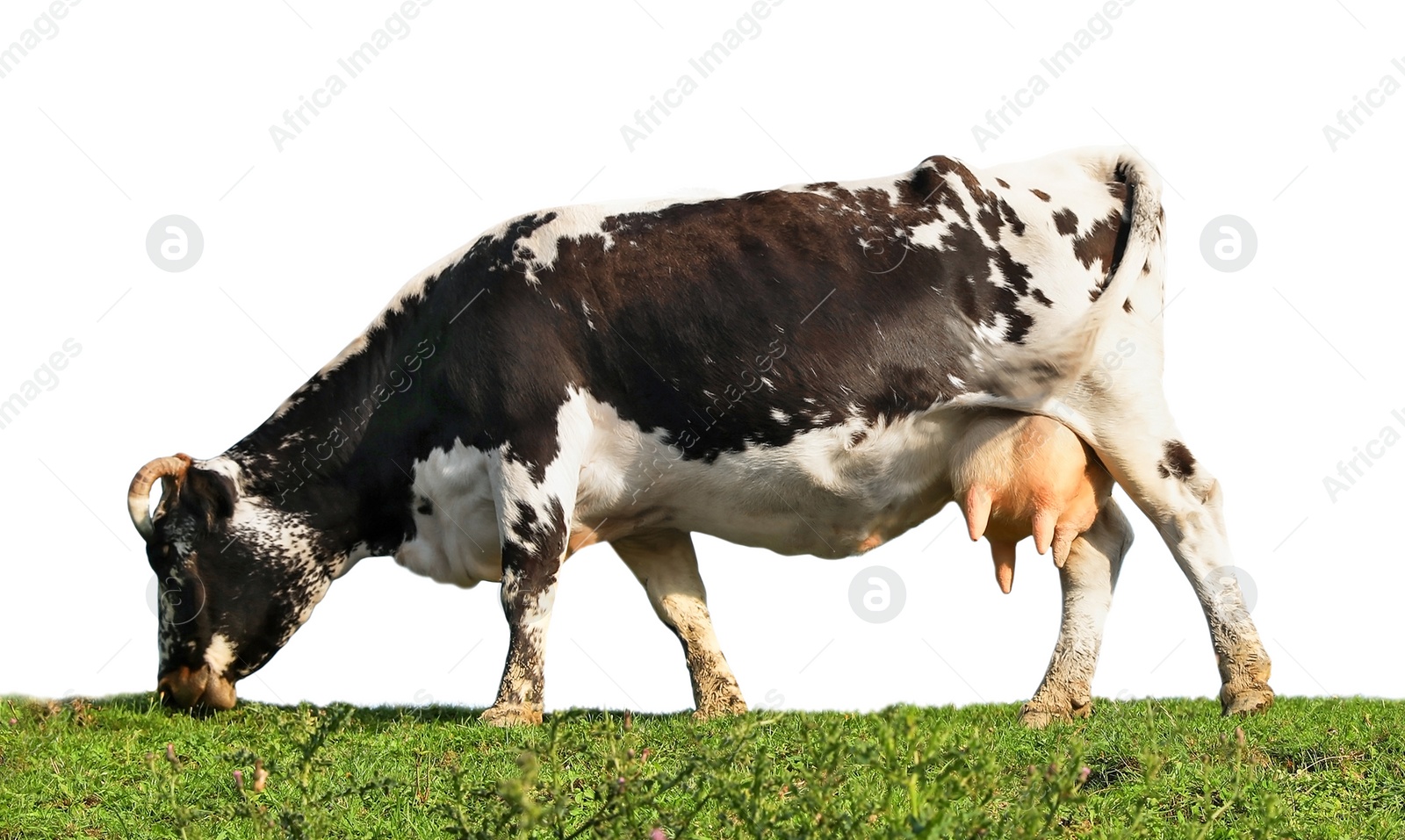 Image of Beautiful cow grazing on white background. Animal husbandry