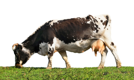 Image of Beautiful cow grazing on white background. Animal husbandry