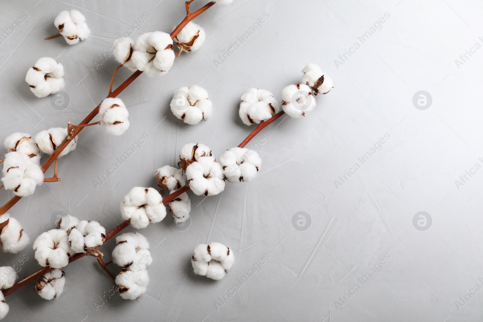 Photo of Fluffy cotton flowers on light grey stone background, flat lay. Space for text