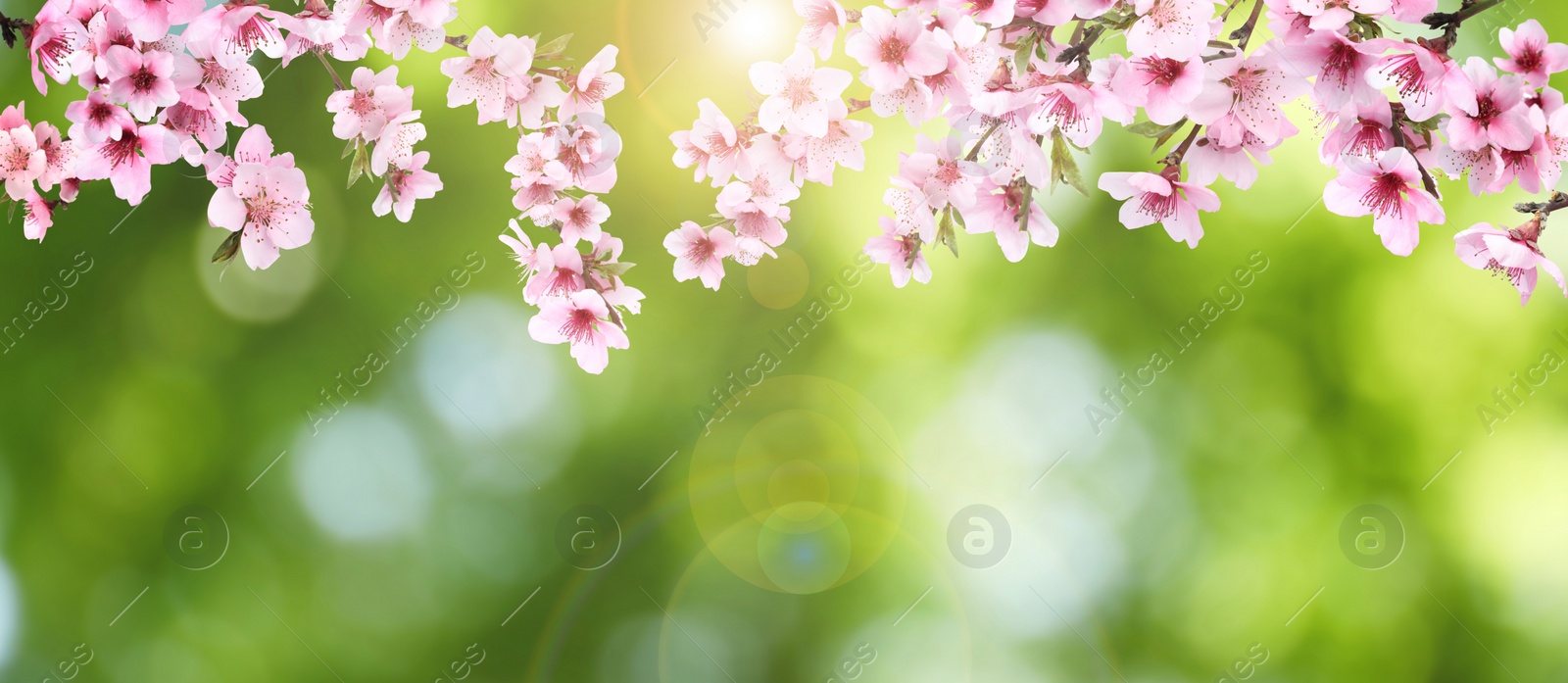 Image of Amazing spring blossom. Tree branches with beautiful flowers outdoors, banner design