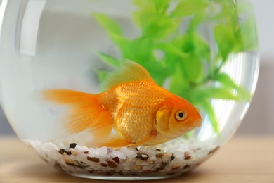 Photo of Beautiful bright small goldfish in round glass aquarium on wooden table, closeup