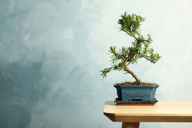 Photo of Japanese bonsai plant on wooden table, space for text. Creating zen atmosphere at home