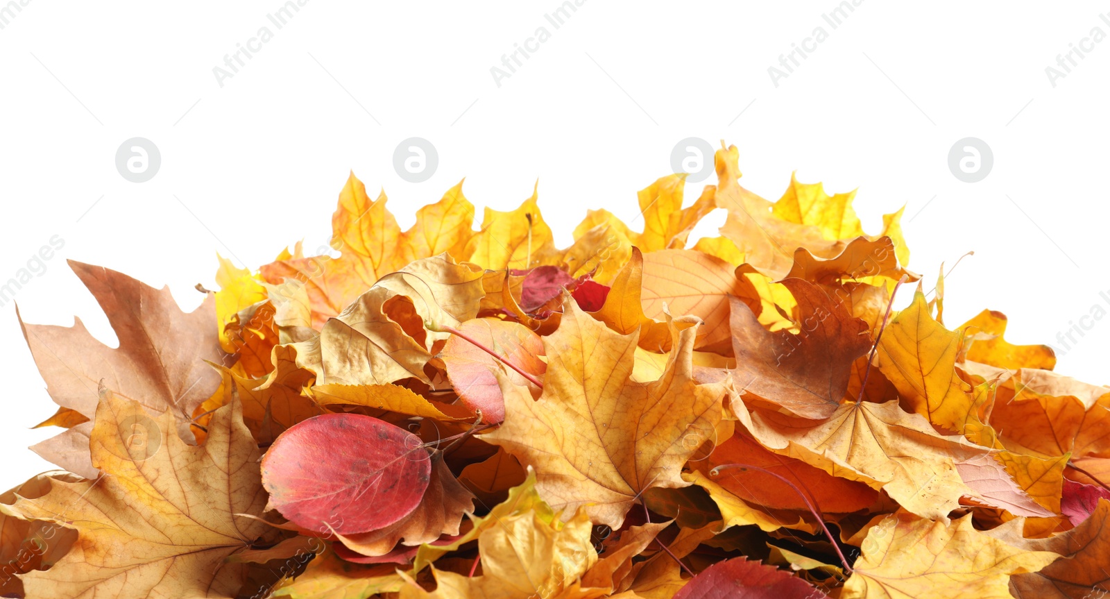 Photo of Heap of autumn leaves on white background