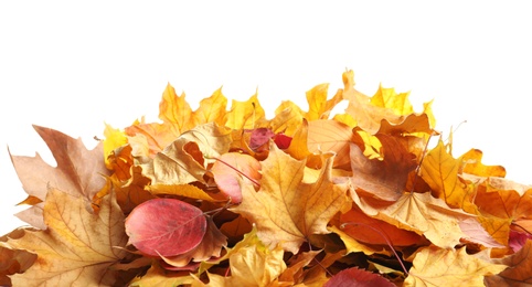 Heap of autumn leaves on white background