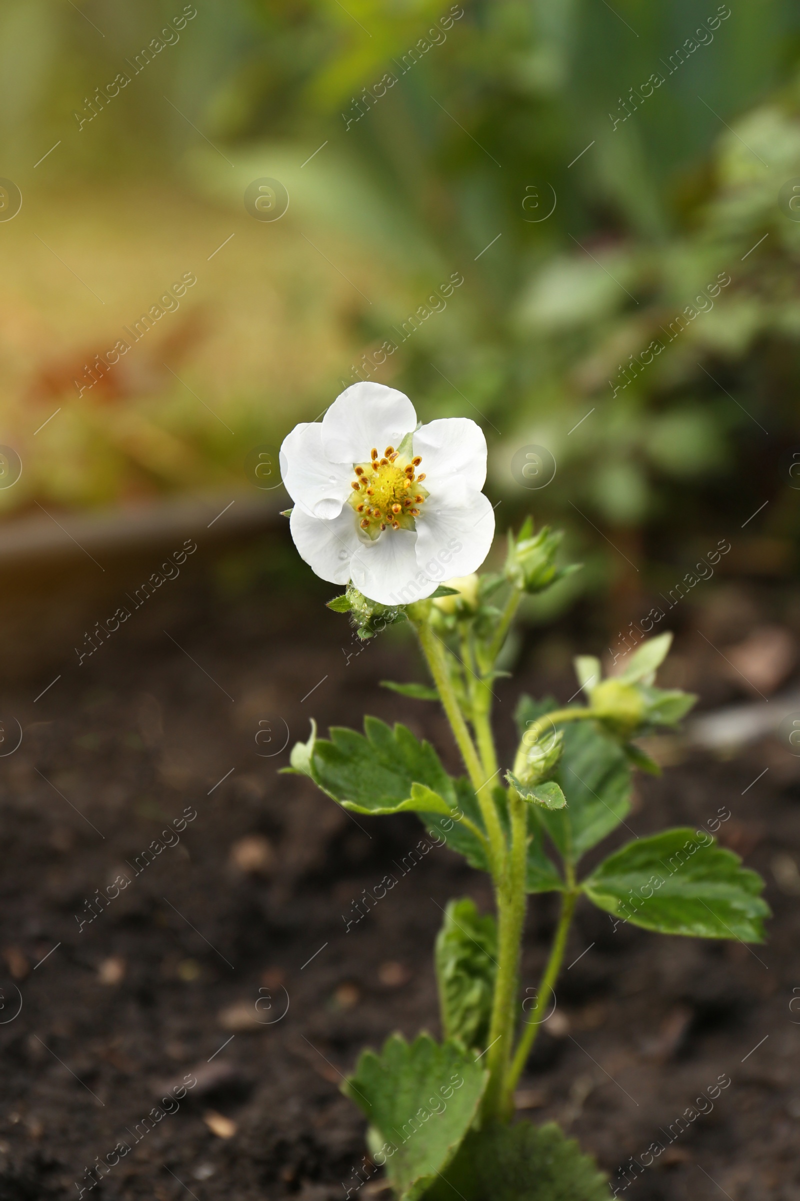 Photo of Beautiful strawberry plant with white flower growing in soil, closeup