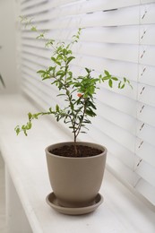 Photo of Young potted pomegranate tree on window sill indoors