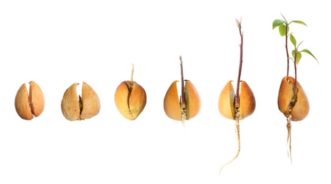 Image of Collage with process of avocado growing on white background, banner design 