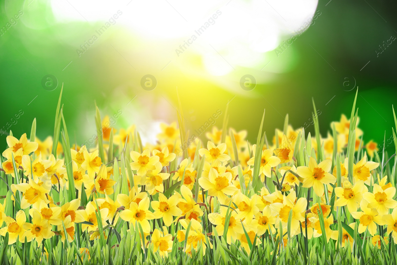 Image of Beautiful blooming yellow daffodils outdoors on sunny day