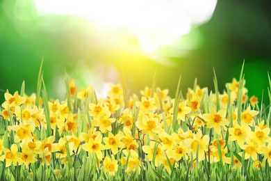 Image of Beautiful blooming yellow daffodils outdoors on sunny day