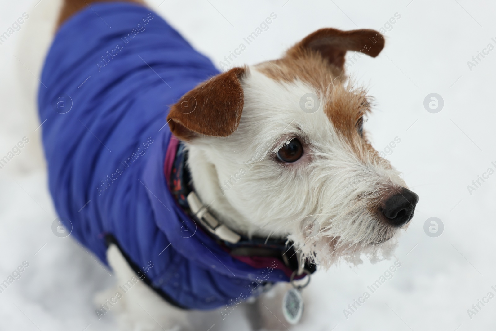 Photo of Cute Jack Russell Terrier in pet jacket outdoors on snowy day, closeup