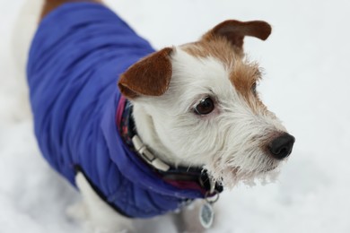 Photo of Cute Jack Russell Terrier in pet jacket outdoors on snowy day, closeup