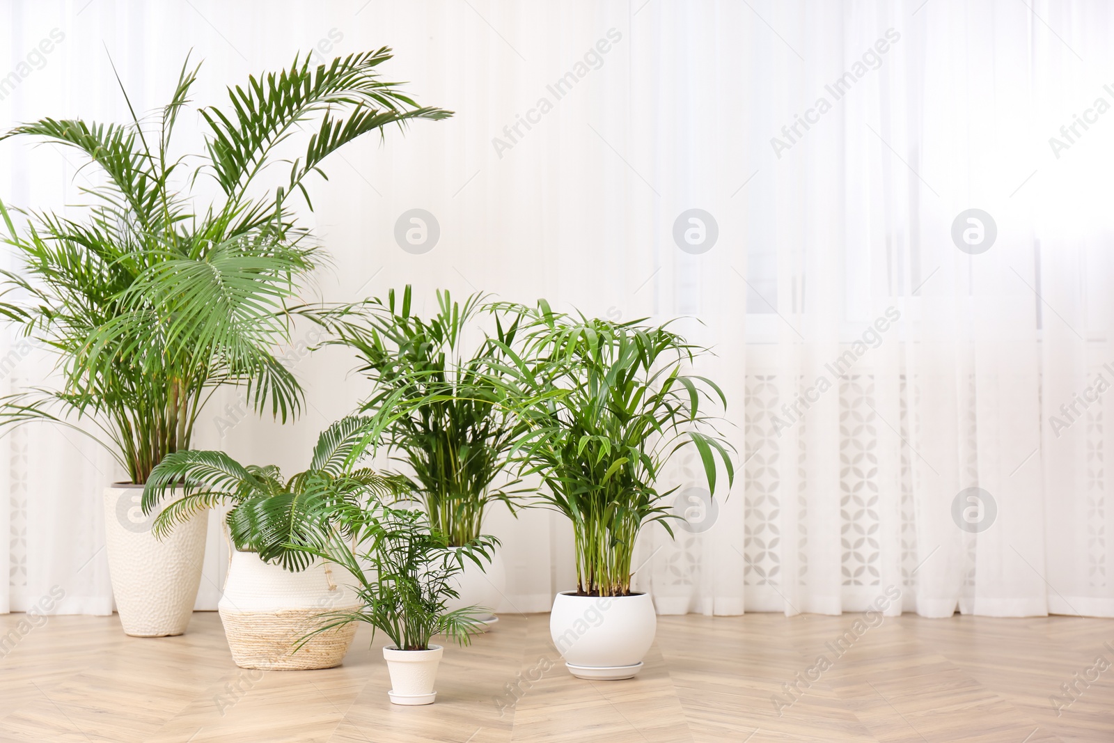 Photo of Different beautiful indoor plants on floor in room. House decoration