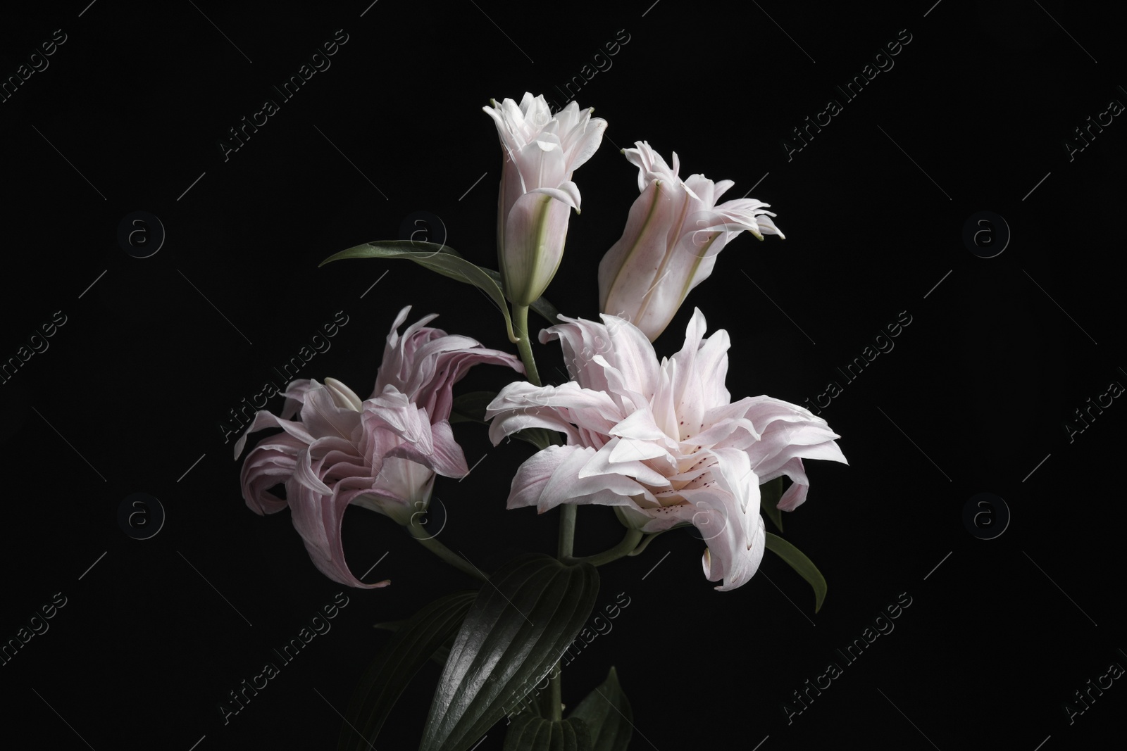 Photo of Beautiful fresh lily flowers on black background. Floral card design with dark vintage effect