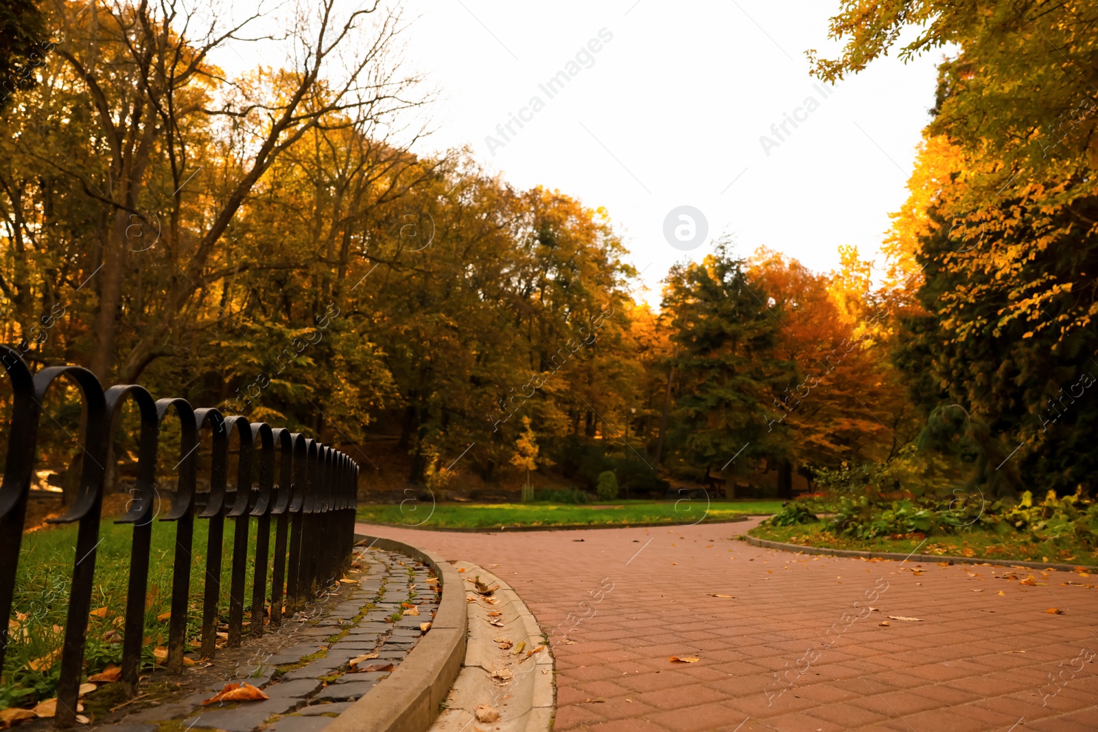 Photo of Beautiful yellowed trees and paved pathway in park