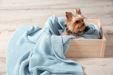 Photo of Yorkshire terrier in wooden crate on floor, space for text. Happy dog