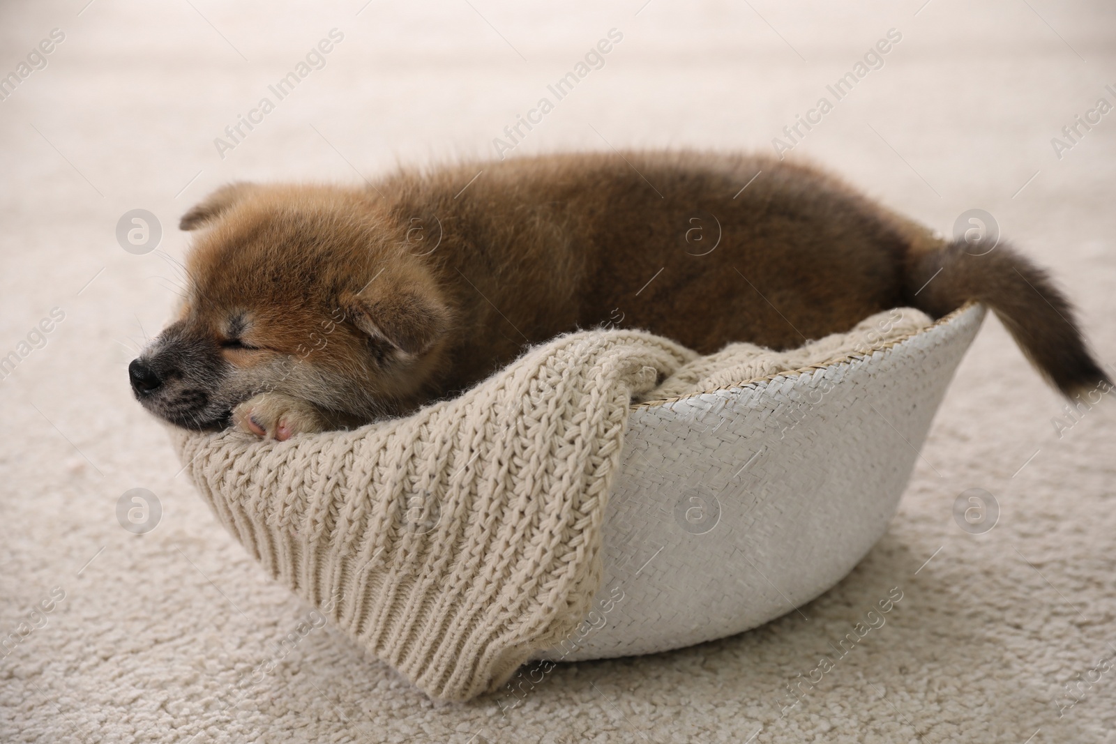 Photo of Adorable Akita Inu puppy in dog bed indoors