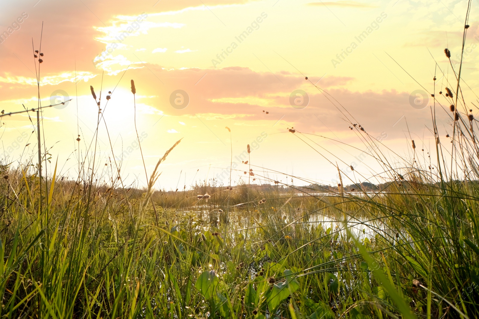 Photo of Picturesque view of green plants and lake on sunny day