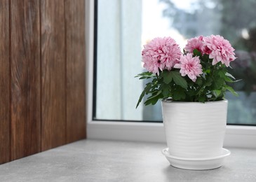Photo of Beautiful chrysanthemum flowers in pot on windowsill indoors. Space for text