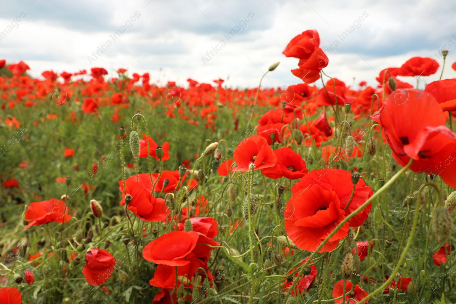 Photo of Beautiful red poppy flowers growing in field