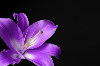 Image of Violet lily flower on black background, closeup. Funeral attributes