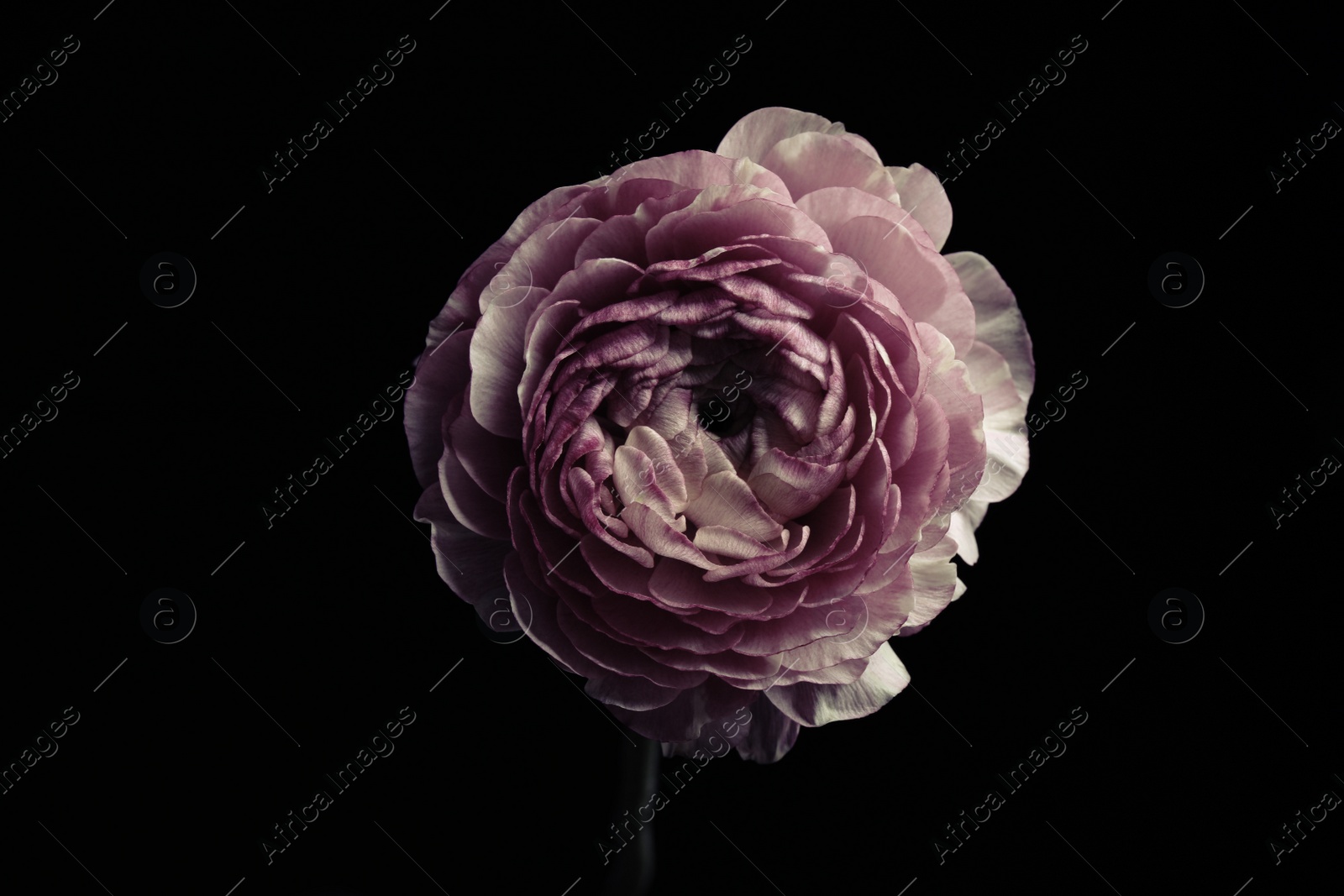 Photo of Beautiful fresh ranunculus on black background. Floral card design with dark vintage effect