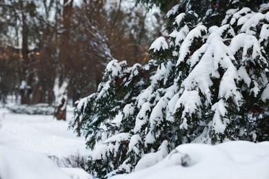 Photo of Fir branches covered with snow in winter park. Space for text