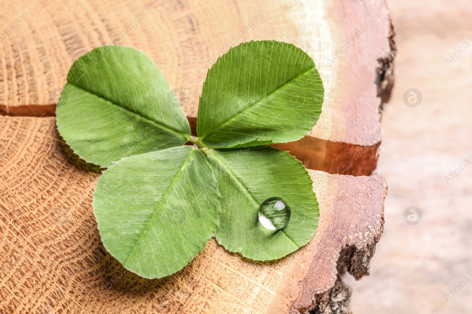 Photo of Green four-leaf clover on wooden background