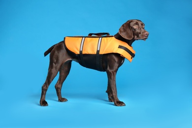 Photo of Dog rescuer in life vest on light blue background