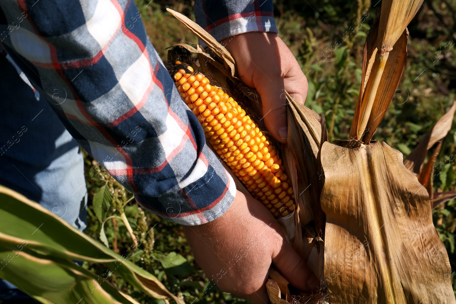 Photo of Man picking delicious ripe corn in field, closeup