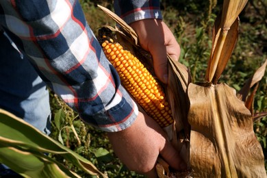 Photo of Man picking delicious ripe corn in field, closeup